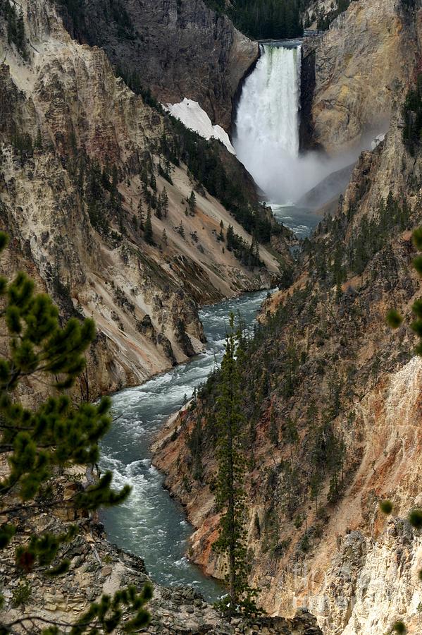 Lower Falls and Yellowstone River Photograph by Living Color Photography Lorraine Lynch