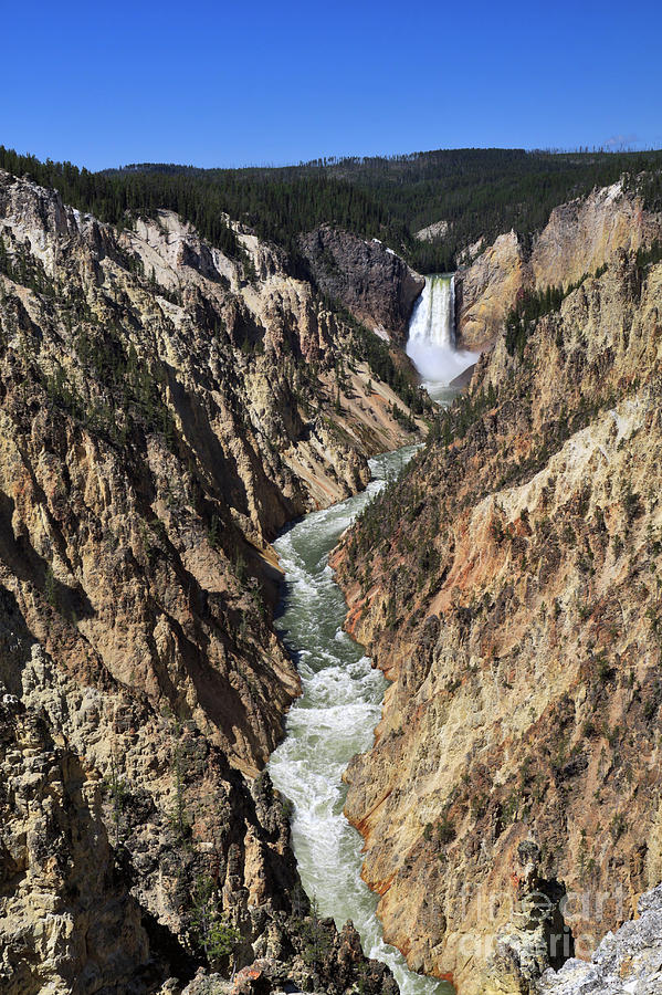Lower Falls of the Yellowstone River Photograph by Louise Heusinkveld