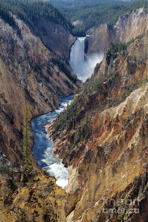 Lower Falls-Yellowstone Photograph by Gene  Marchand
