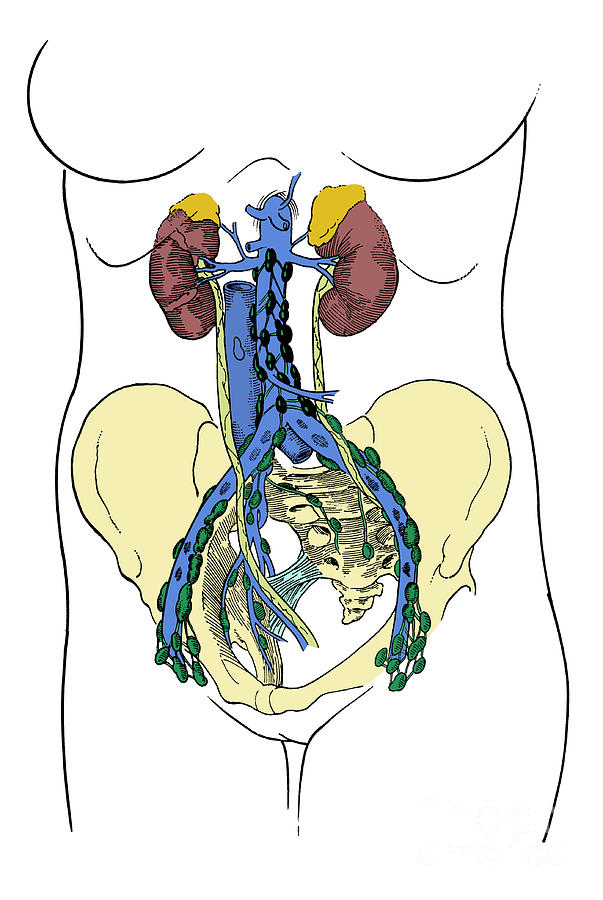 Lower Lymph System Photograph by Science Source - Fine Art America