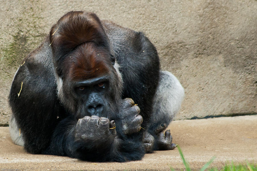 Lowland Gorilla Photograph by Keith Allen