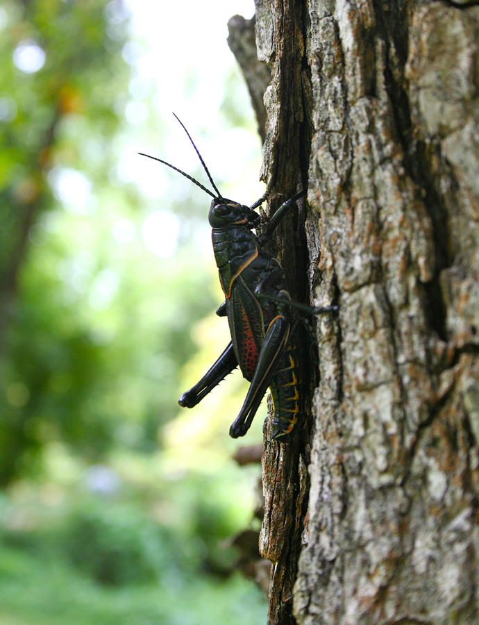 Lubber Grasshopper Photograph by Mike Ivey