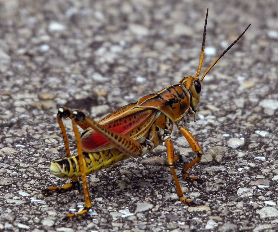 Lubber Grasshopper Photograph by Monica Lahr - Pixels