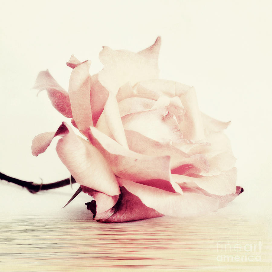 Rose Photograph - Lucid by Priska Wettstein