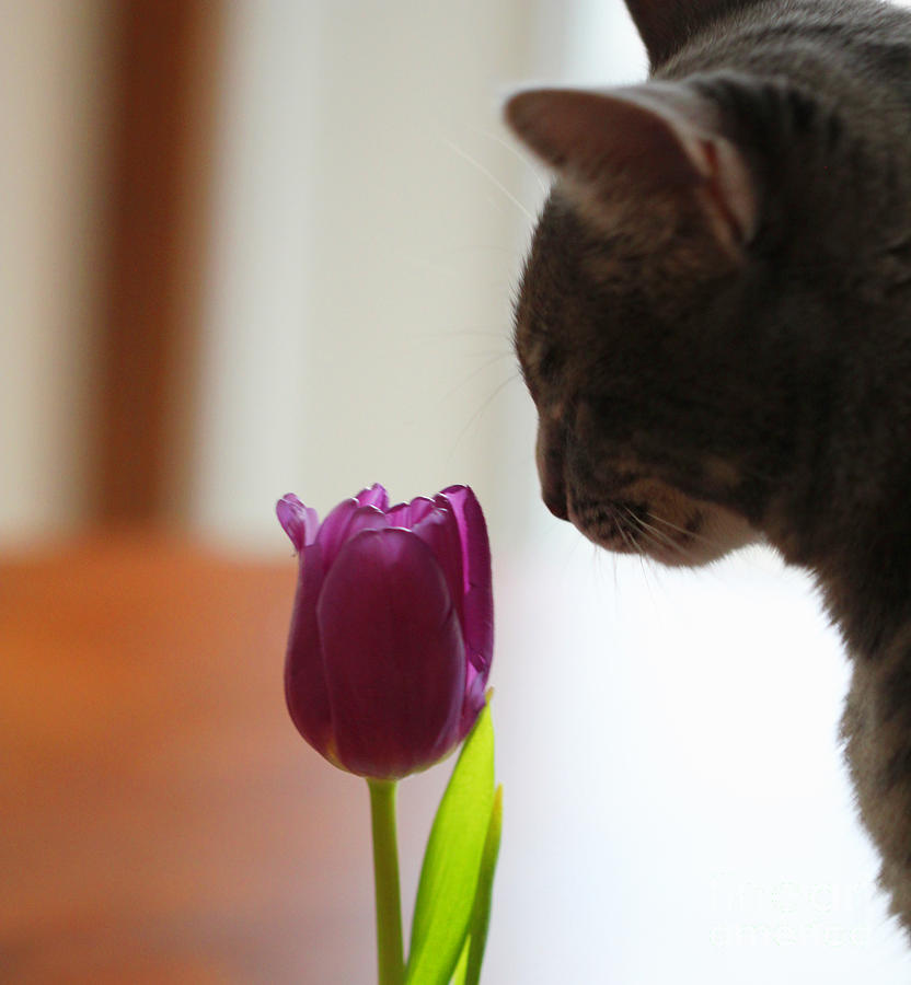 Lucius and Purple Tulip Photograph by Donna L Munro