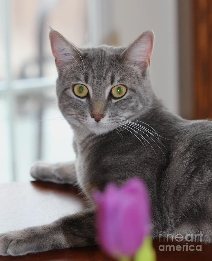 Gray Tabby and Tulip Photograph by Donna L Munro