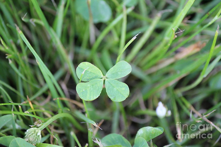 Four Leaf Clover Photograph - Luck To All by Scenesational Photos