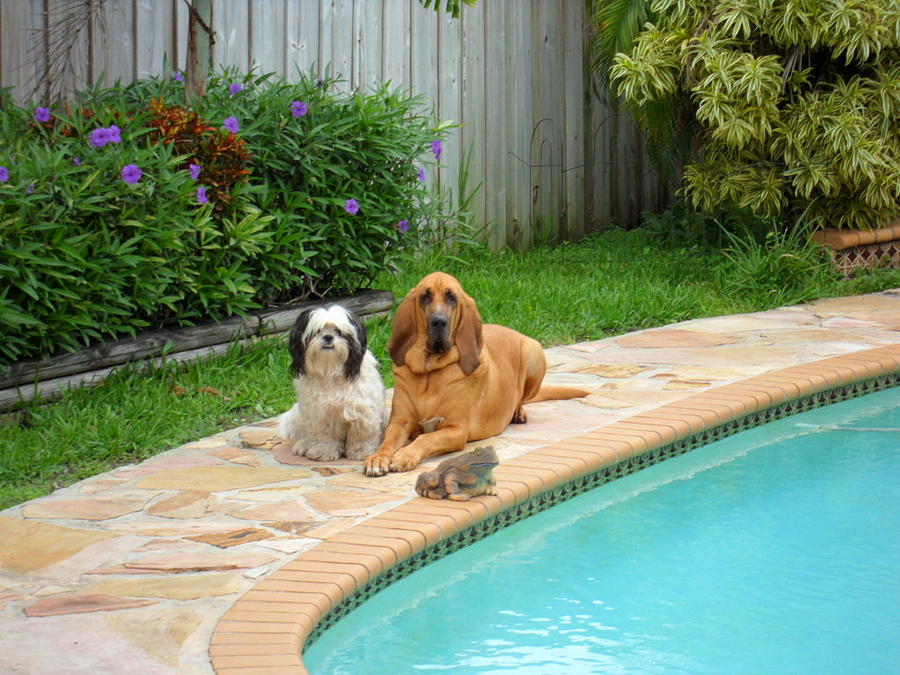 Dog Photograph - Lucky and Cujo by Val Oconnor