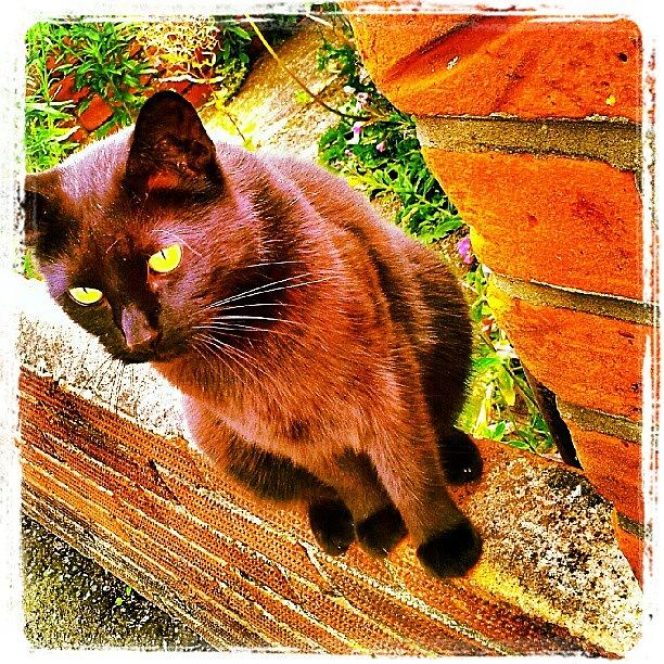 Eyes Photograph - Lucky #cat #catsofinstagram #instacat by Invisible Man Eyes Photograph - Lucky #cat #catsofinstagram #instacat by Invisible Man