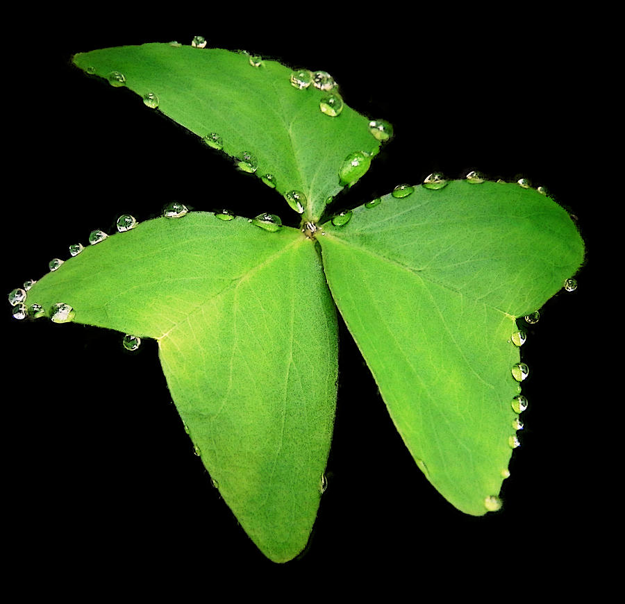Plant Photograph - Lucky clover by Jesus Nicolas Castanon