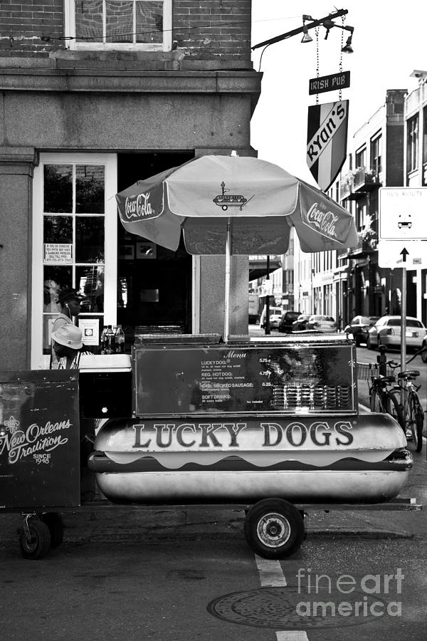 Lucky Dogs Photograph by Leslie Leda