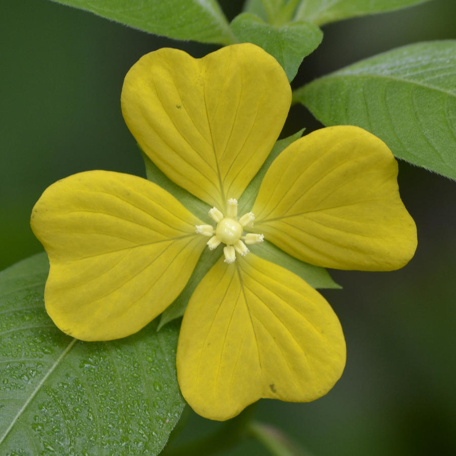 Lucky Four Leaf Flower by Melanie Moraga