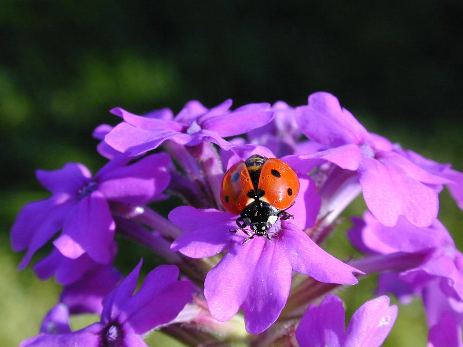 Lucky Ladybug Photograph by Wanda Jesfield
