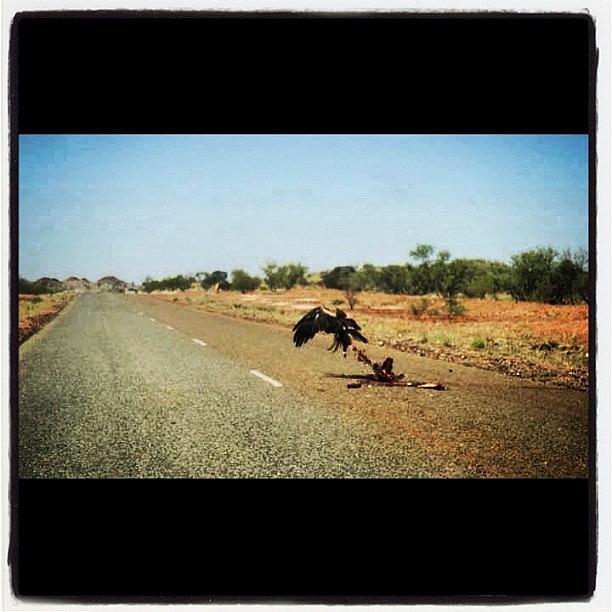 Summer Photograph - Lucky Shot In Australias Outback by Kevin Tsakonas