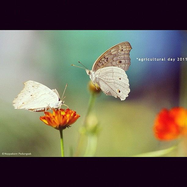 Butterfly Photograph - Lucky Shot💨.#butterfly #flower by Noppakorn Padungsak
