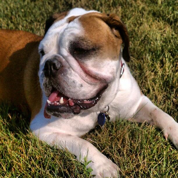 Bully Photograph - Lucy Is Enjoying The Ohio Grass, Even by Troy Thomas