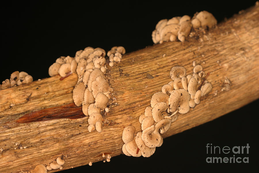 Luminescent Mushroom Panellus Stipticus Photograph by Ted Kinsman
