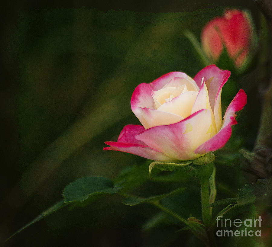 Luminescent Rose Photograph by Jim And Emily Bush