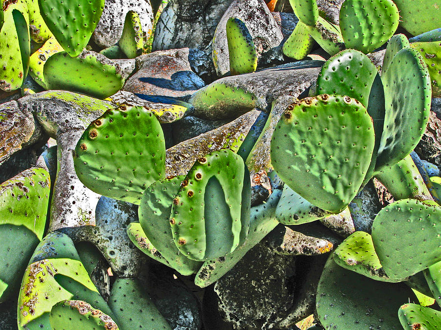 Luminous Cactus Photograph by Samuel Sheats
