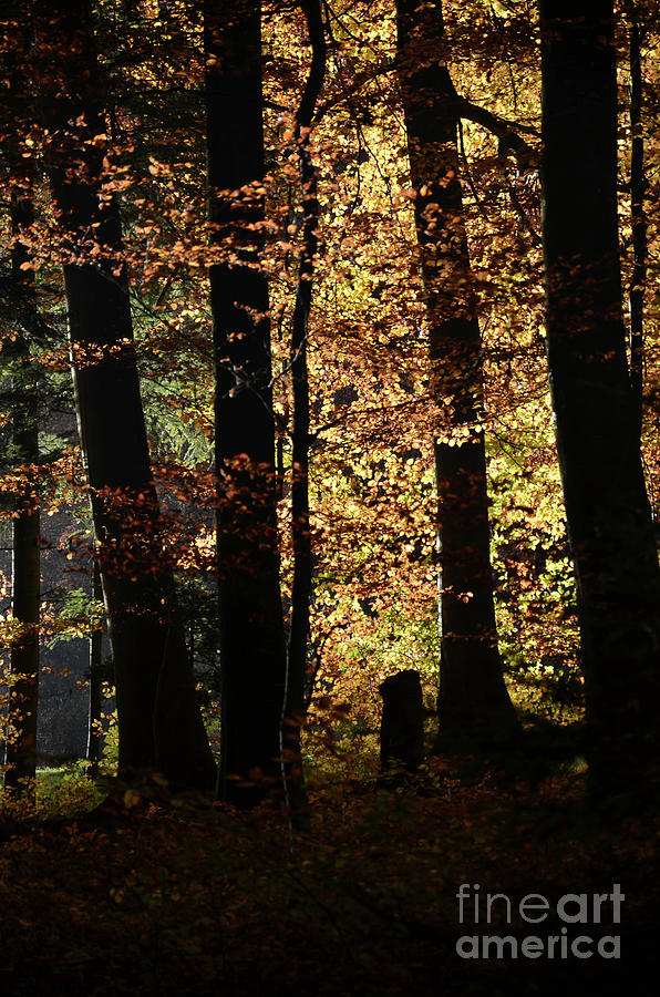 Luminous Forest 3 Photograph by Bruno Santoro