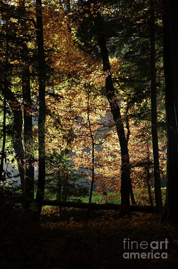 Luminous Forest 4 Photograph by Bruno Santoro