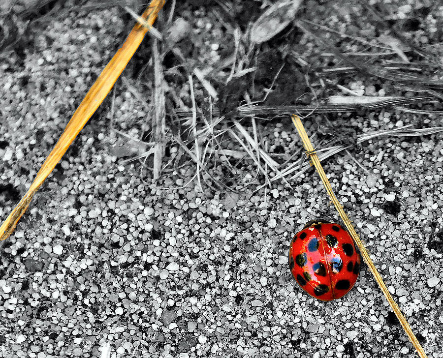 Luminous Ladybug Photograph