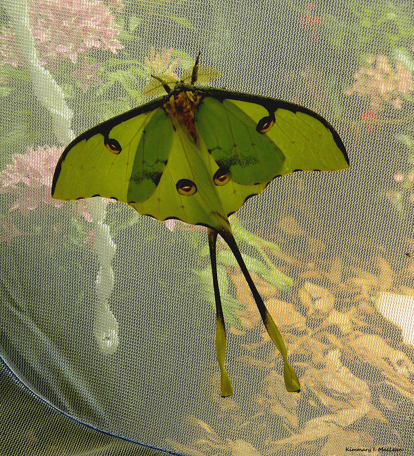 Luna Moth Photograph by Kimmary MacLean