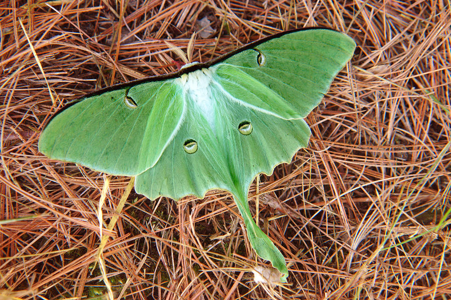 Luna Moth Photograph by Lorraine Marian Kenny | Fine Art America