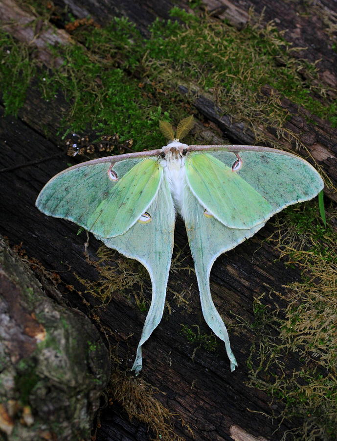 Luna Moth Photograph by Rick Rauzi - Fine Art America