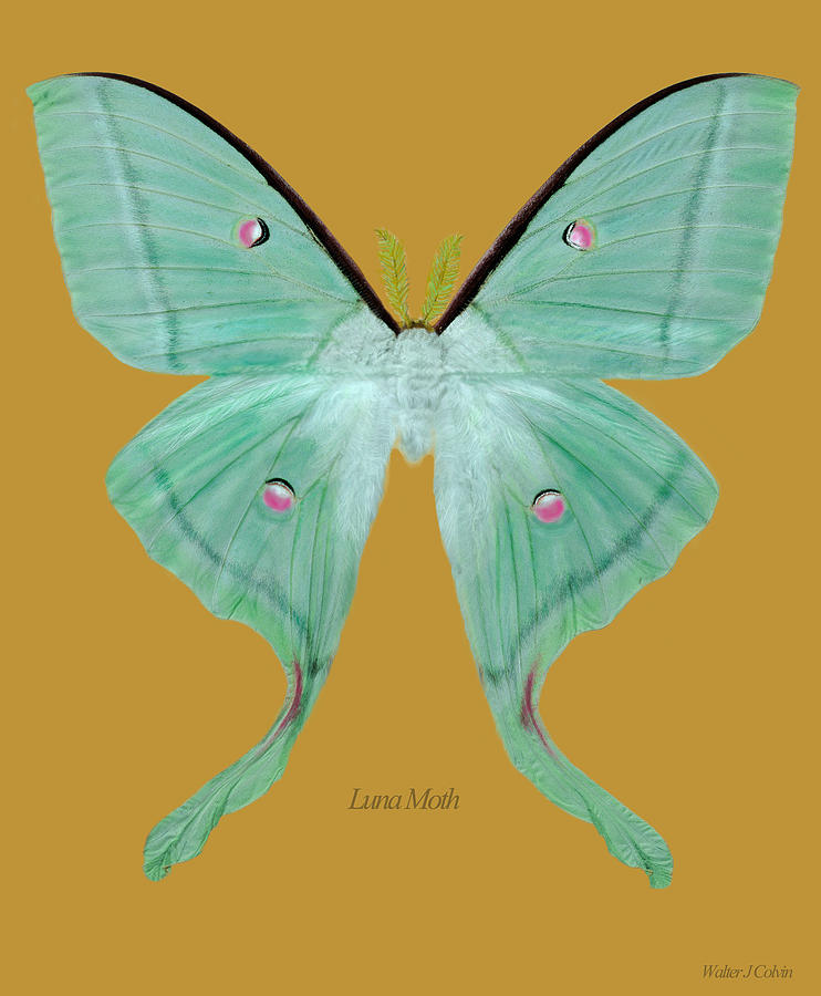 Luna Moth Digital Art by Walter Colvin