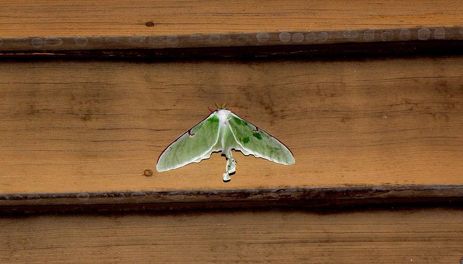 Lunar Moth Photograph by Kim Galluzzo Wozniak Lunar Moth Photograph by Kim Galluzzo Wozniak