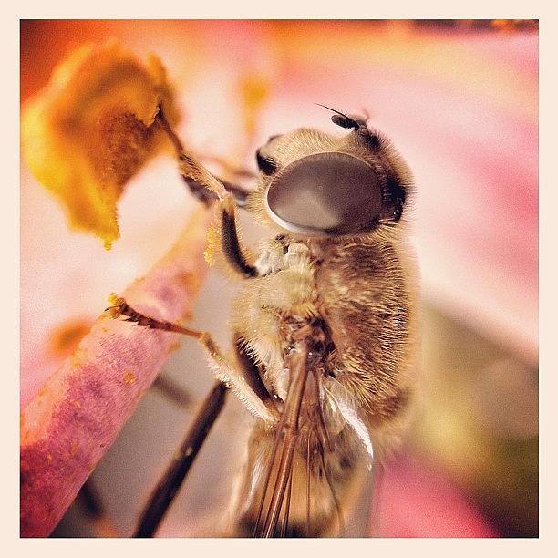 Bono Photograph - Lunch.... #lunch #eating #food #pollen by Robert Campbell