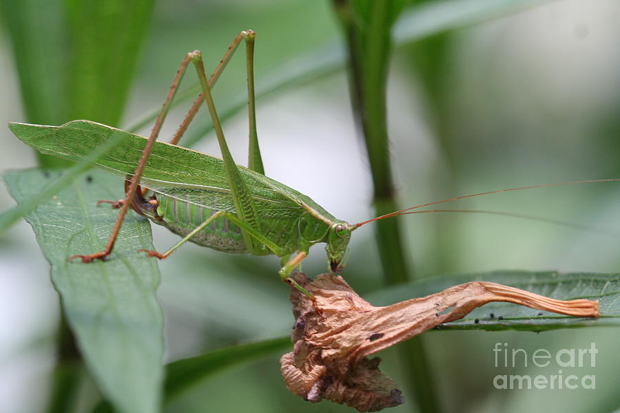 Grasshopper Photograph - Lunchtime by April Wietrecki Green