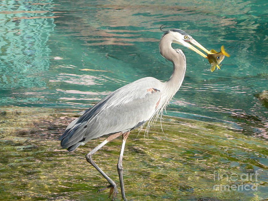 Heron Photograph - Lunchtime by Laurel Best