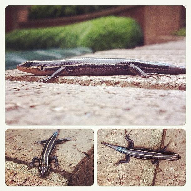 Charlotte Photograph - Lunchtime Skink!! Apparently This by Margie P