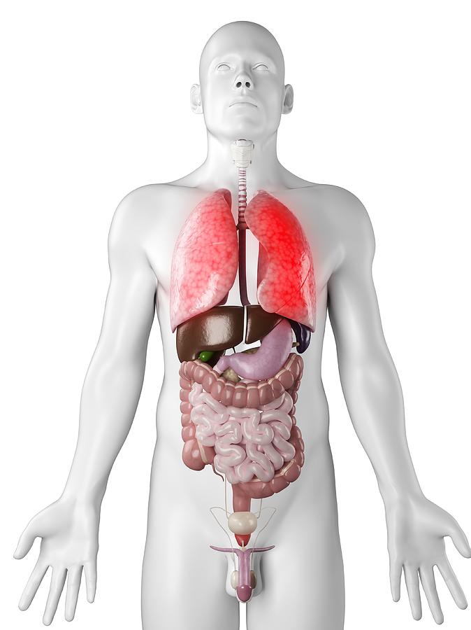 Lung Disease, Conceptual Artwork Digital Art by Sciepro