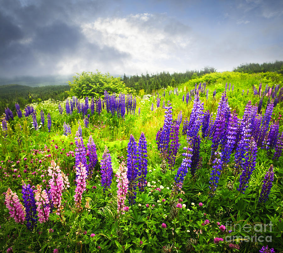 Lupin flowers in Newfoundland 1 Photograph by Elena Elisseeva