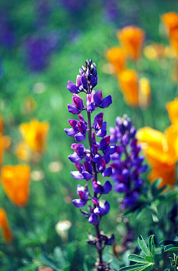 Flower Photograph - Lupine and Poppies by Kathy Yates