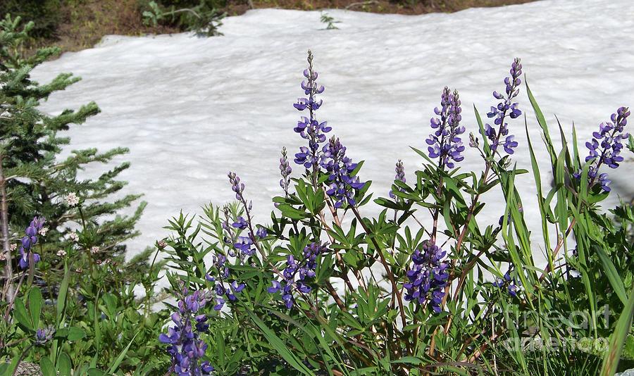 Lupine and Snow Photograph by Charles Robinson