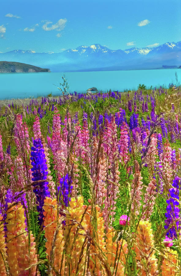 Lupine at Lake Tekapo Photograph by Harry Strharsky