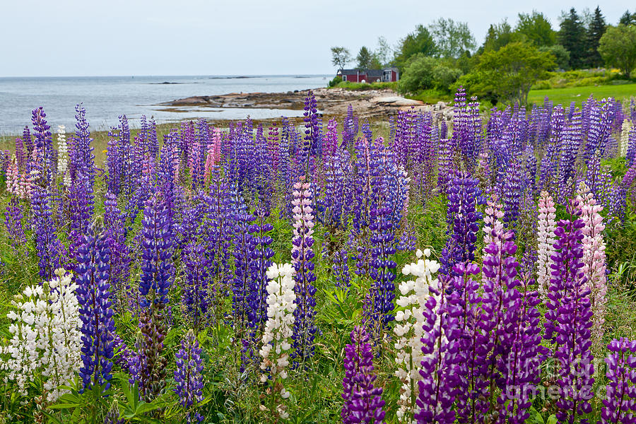 Flower Photograph - Lupine Bay by Susan Cole Kelly