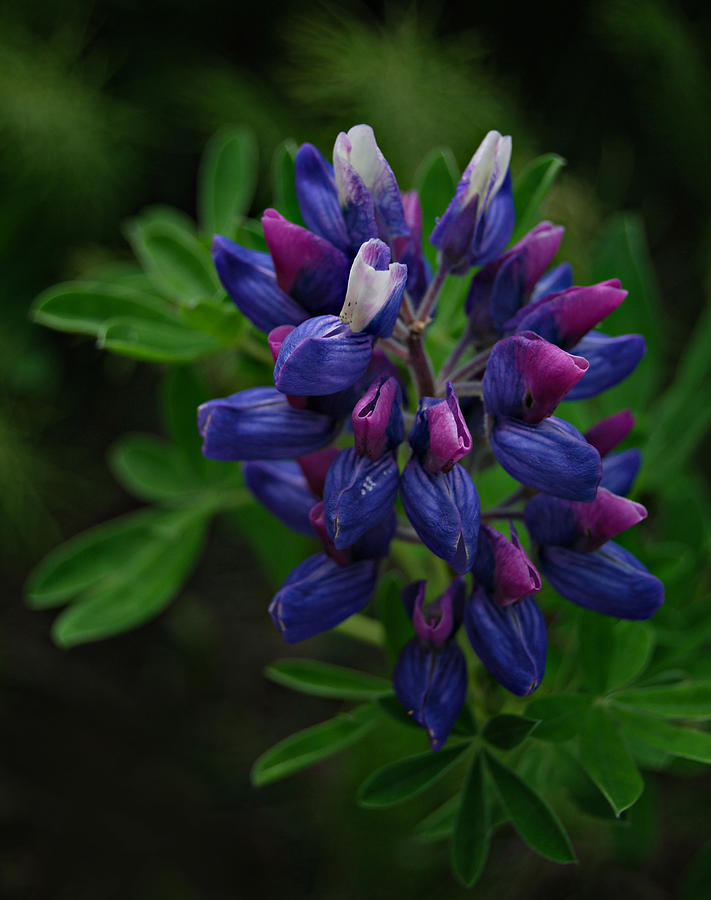 Lupine Blue and Purple Photograph by Marilynne Bull