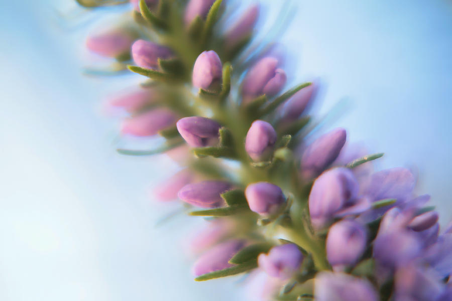 Lupine Photograph by Bonnie Bruno