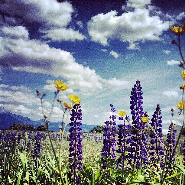 Lupine Festival! Photograph by Jung  Lee