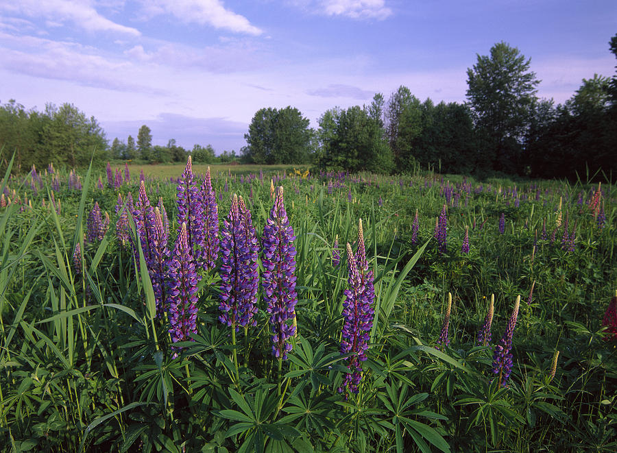 Lupine In Meadow Near Crescent Beach Photograph by Tim Fitzharris