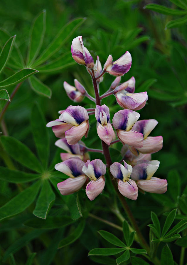Lupine in Pink and Purple Photograph by Marilynne Bull