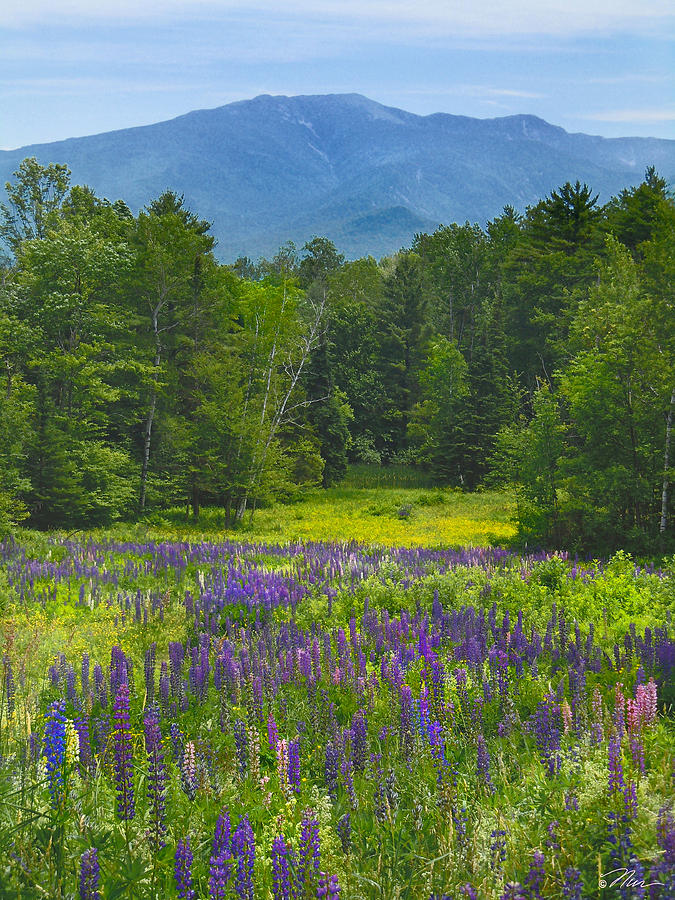 Lupine in Sugar Hill New Hampshire Photograph by Nancy Griswold