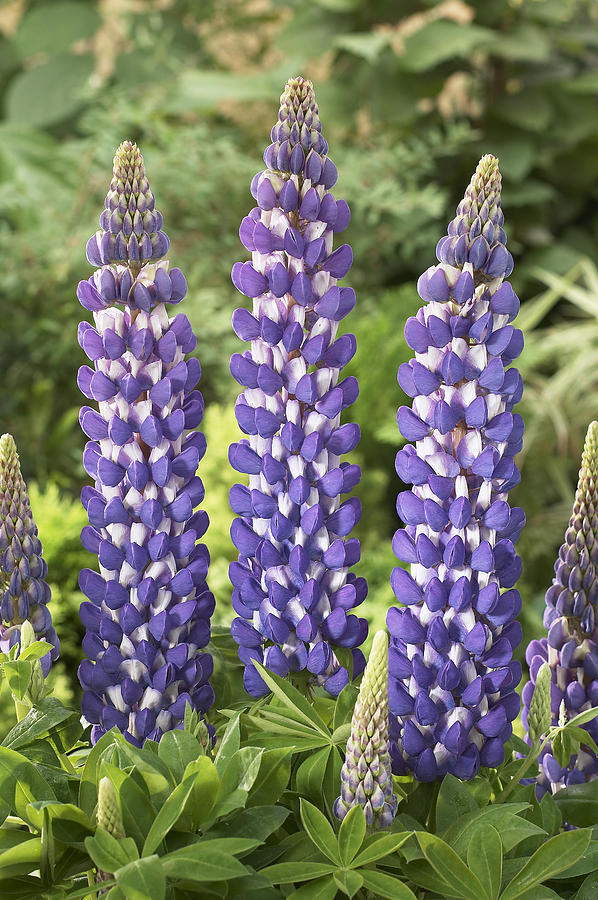 Lupine Lupinus Sp Sea Horse Variety Photograph by VisionsPictures