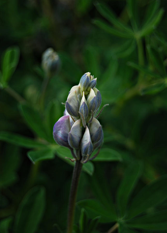 Lupine Photograph by Marilynne Bull