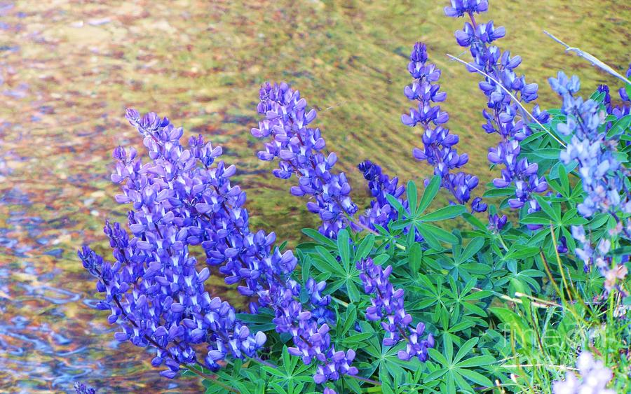 Lupine along Crater Ditch Photograph by Michele Penner